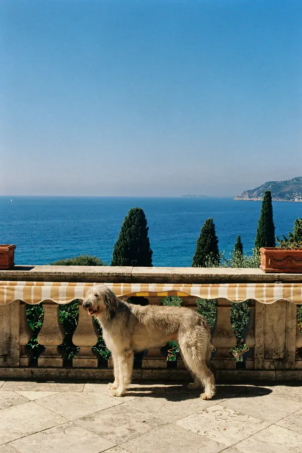 Afghan Hound Wall Art — Mediterranean Terrace Print