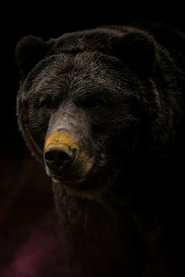 Bear Wall Art — Brass Rim Light Bear Print