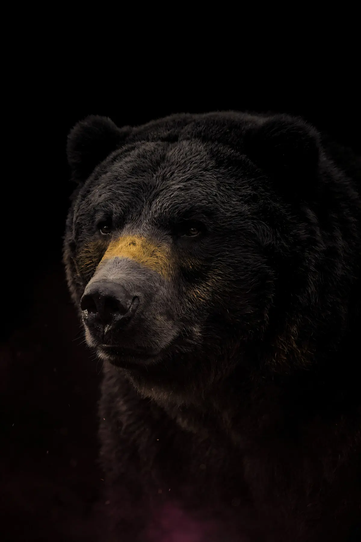 Bear Wall Art II — Brass Rim Light Bear Print, brass and black digital art print