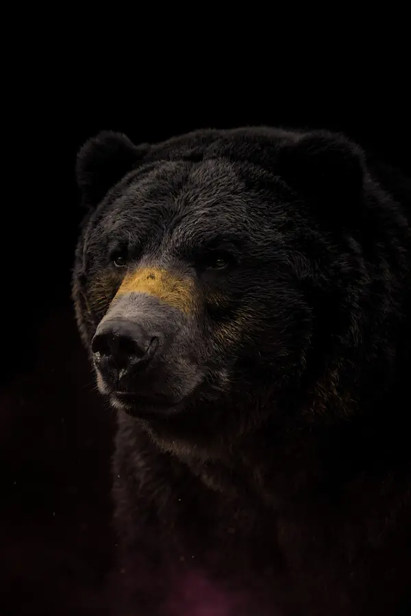 Bear Wall Art II — Brass Rim Light Bear Print