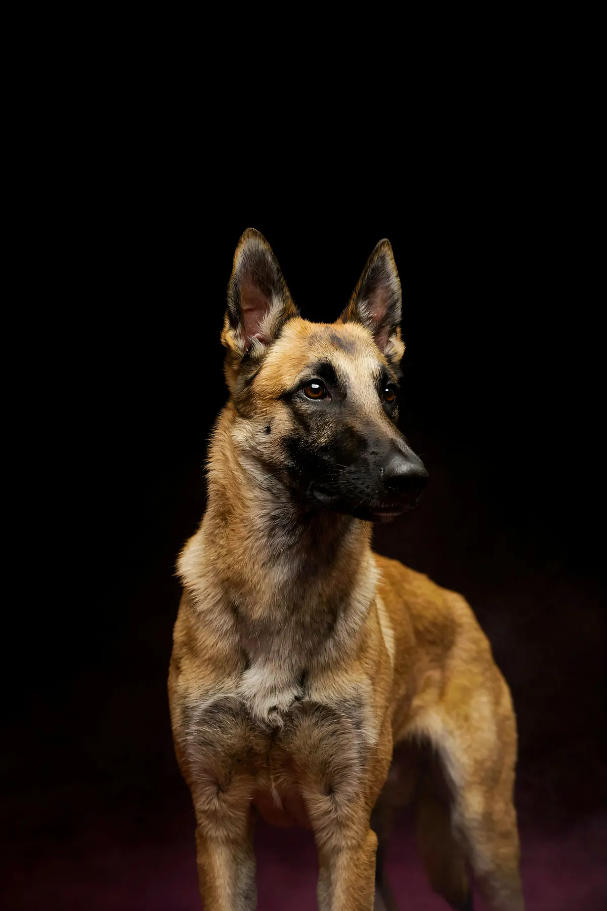 Belgian Malinois Wall Art — Brass Rim Light Malinois Print, brass and black digital art print