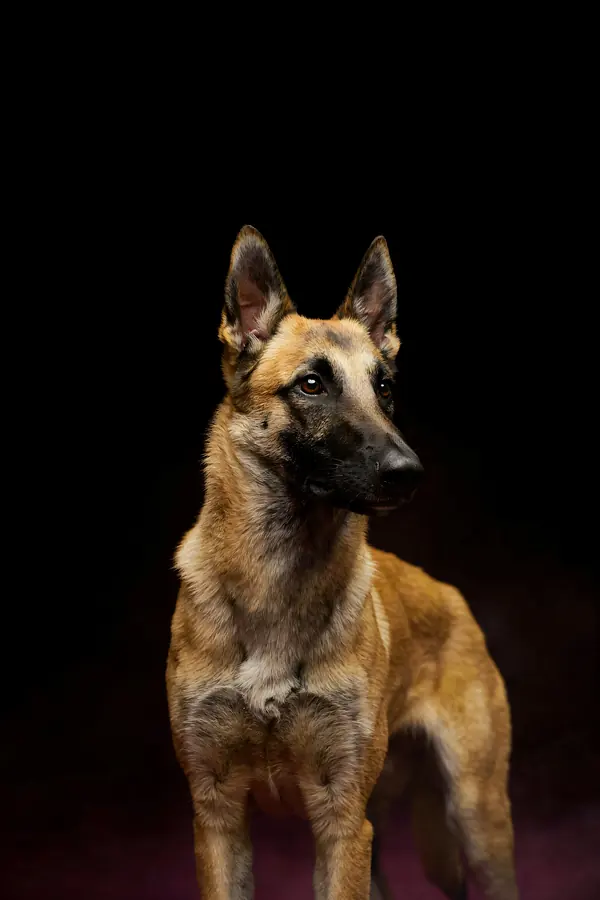 Belgian Malinois Wall Art — Brass Rim Light Malinois Print