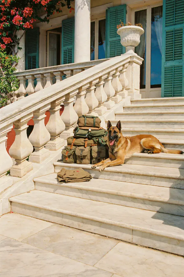 Belgian Malinois Wall Art — Guard Dog on Villa Steps Print