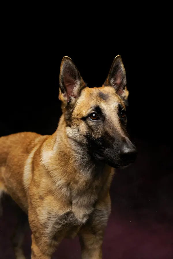 Belgian Malinois Wall Art II — Brass Rim Light Malinois Print