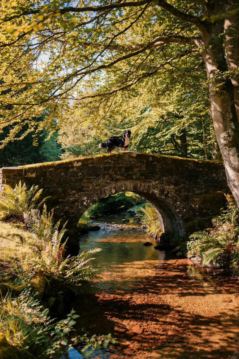 Bernese Mountain Dog Wall Art — Stone Bridge Print, brass and black digital art print