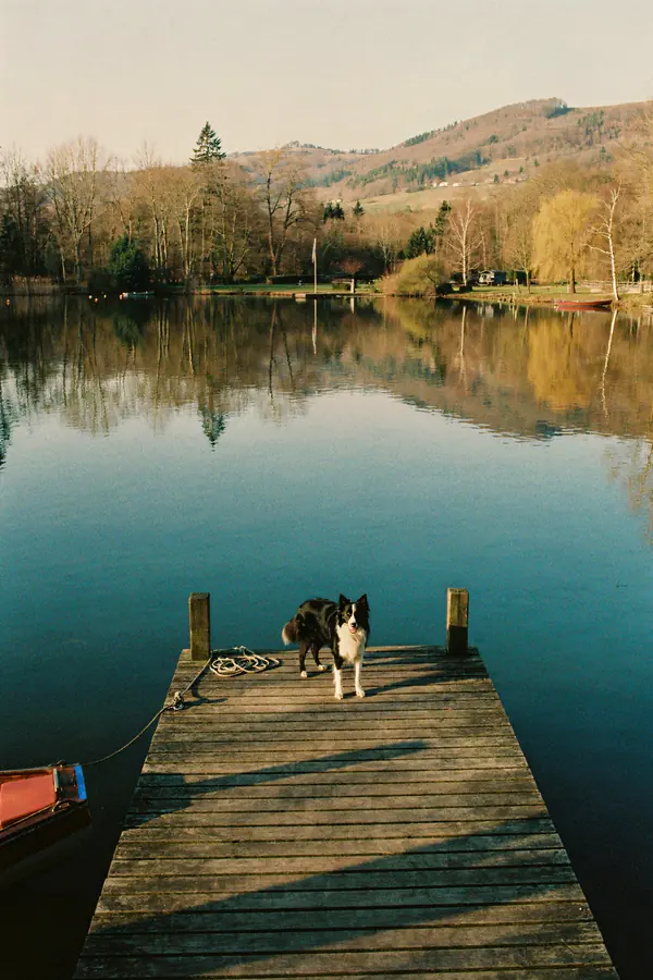 Border Collie Wall Art — Lakeside Dock Print
