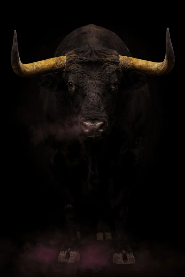 Bull Wall Art II — Brass Horn Bull Print