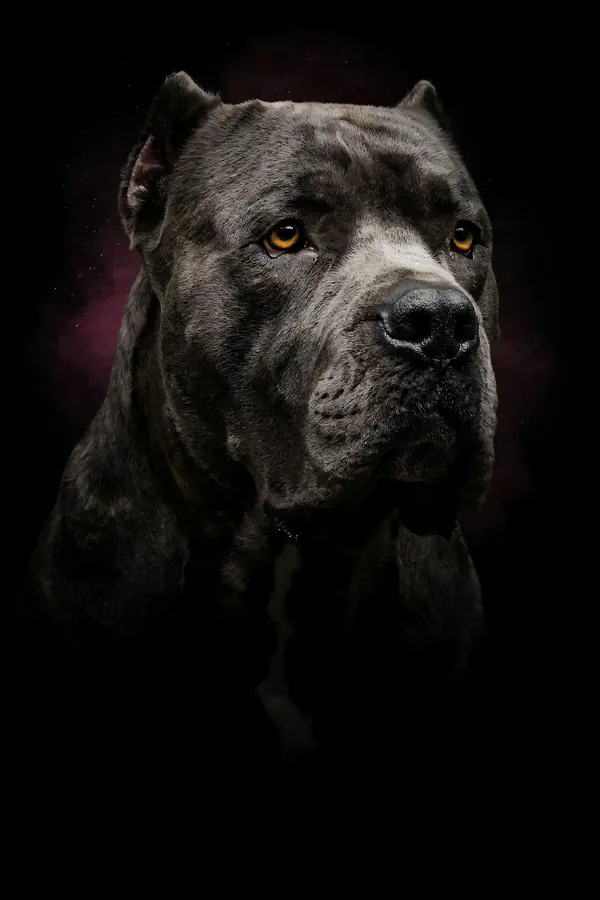 Cane Corso Wall Art — Brass Rim Light Corso Print