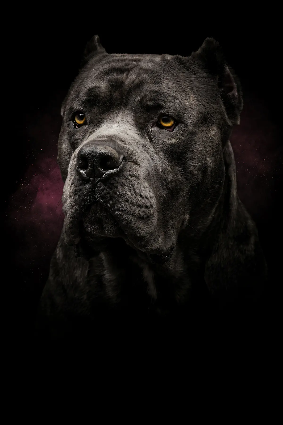 Cane Corso Wall Art II — Brass Rim Light Corso Print, brass and black digital art print