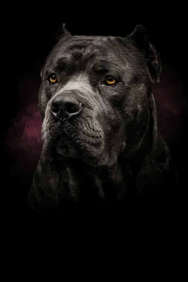 Cane Corso Wall Art II — Brass Rim Light Corso Print