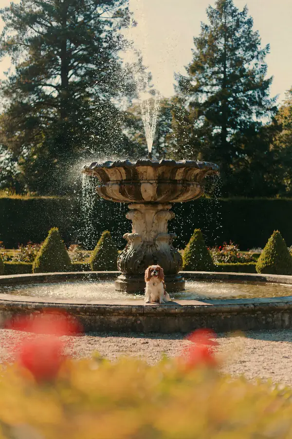 Cavalier Spaniel Wall Art — Stone Fountain Print