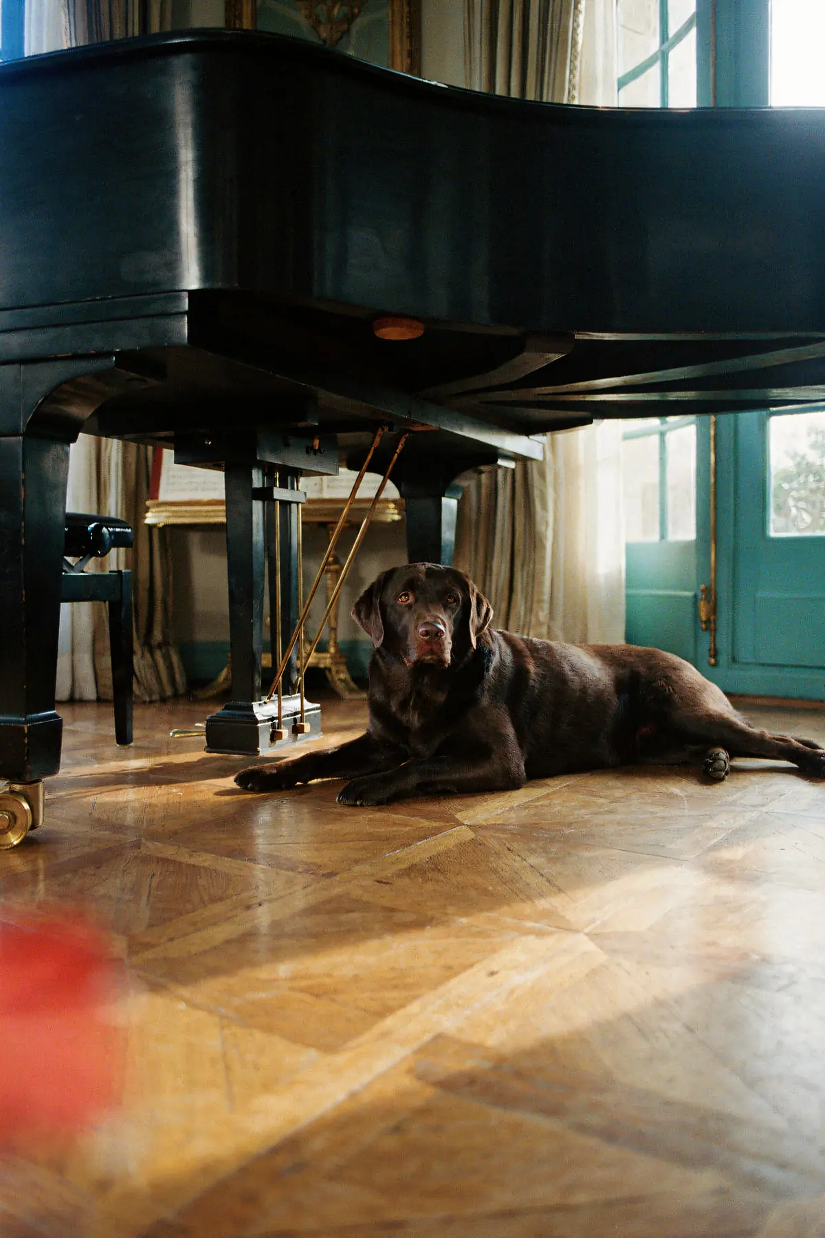 Chocolate Labrador Wall Art — Grand Piano Print, brass and black digital art print