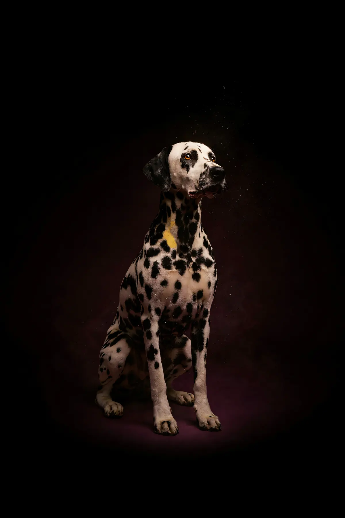 Dalmatian Wall Art — Brass Rim Light Dalmatian Print, brass and black digital art print