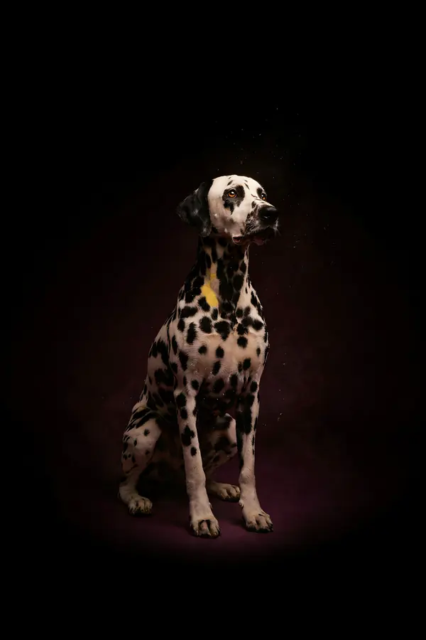 Dalmatian Wall Art — Brass Rim Light Dalmatian Print