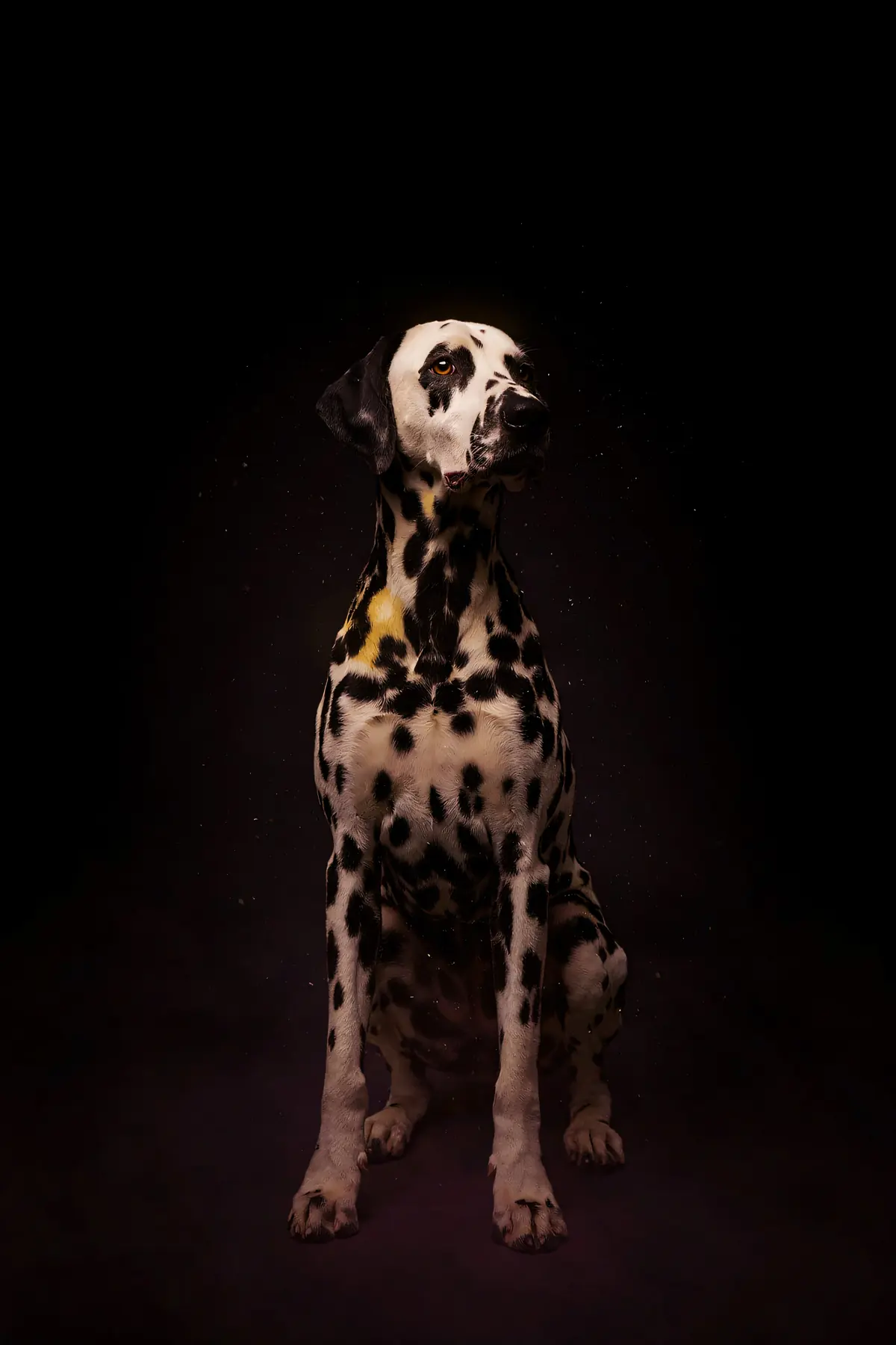 Dalmatian Wall Art II — Brass Rim Light Dalmatian Print, brass and black digital art print