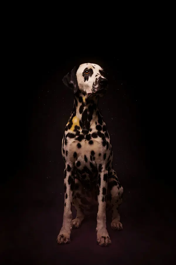 Dalmatian Wall Art II — Brass Rim Light Dalmatian Print