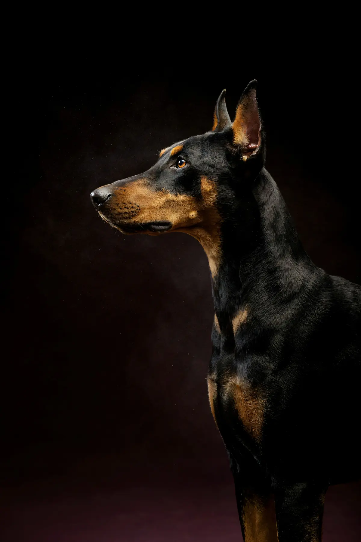 Doberman Wall Art — Brass Rim Light Doberman Print, brass and black digital art print