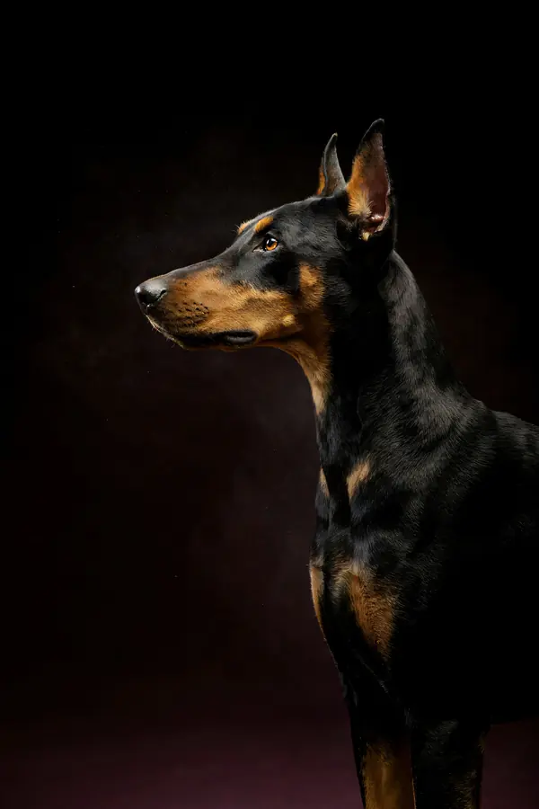 Doberman Wall Art — Brass Rim Light Doberman Print
