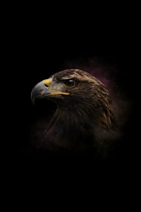 Eagle Wall Art — Brass Rim Light Eagle Print