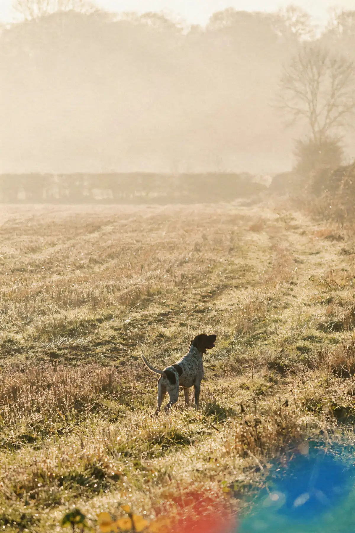 English Pointer Wall Art — Misty Field Print, brass and black digital art print