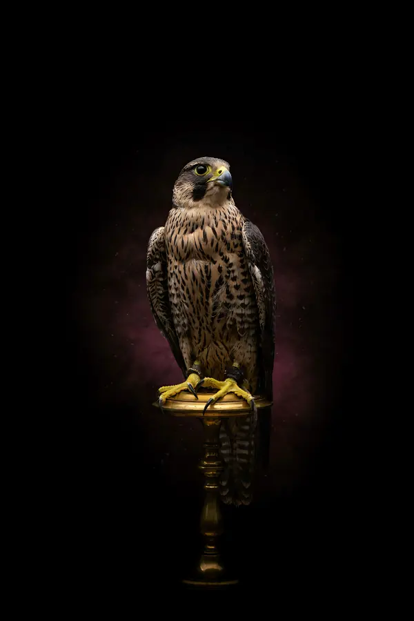 Falcon Wall Art — Brass Perch Falcon Print