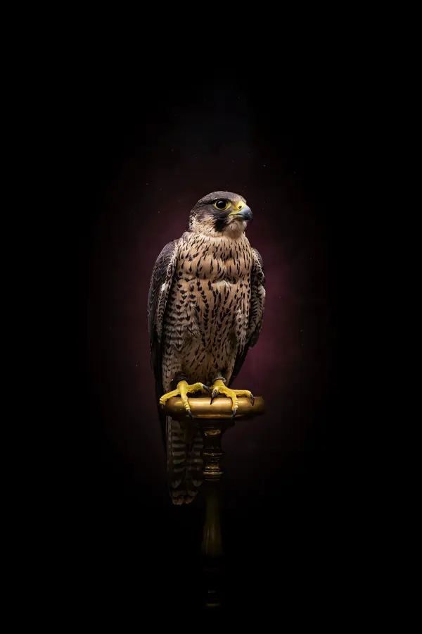 Falcon Wall Art II — Brass Perch Falcon Print
