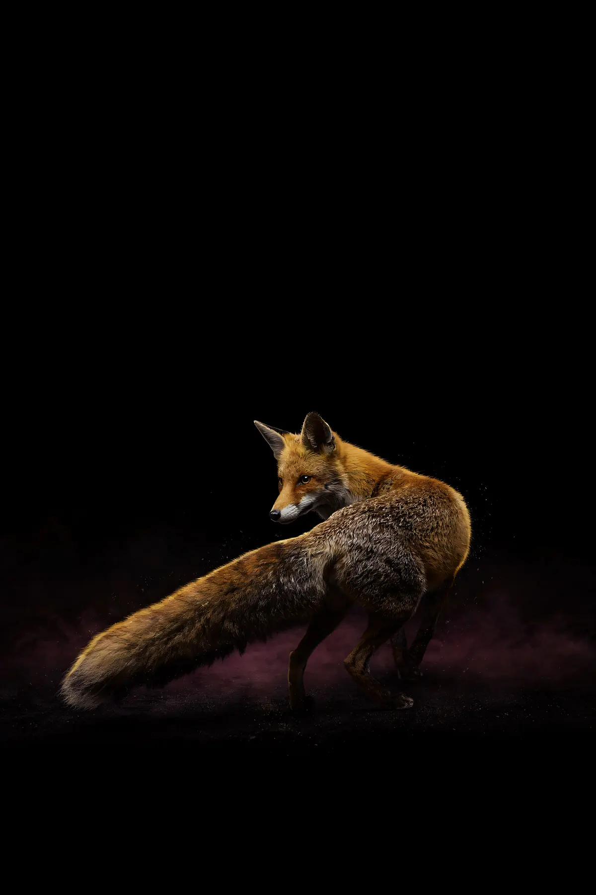 Fox Wall Art — Brass Rim Light Fox Print, brass and black digital art print