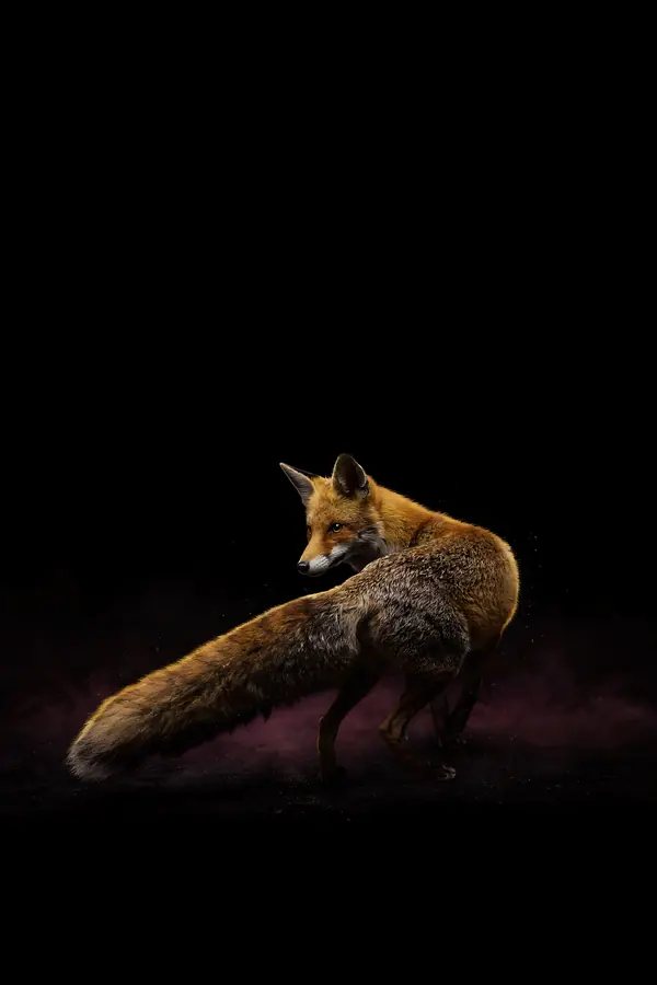 Fox Wall Art — Brass Rim Light Fox Print