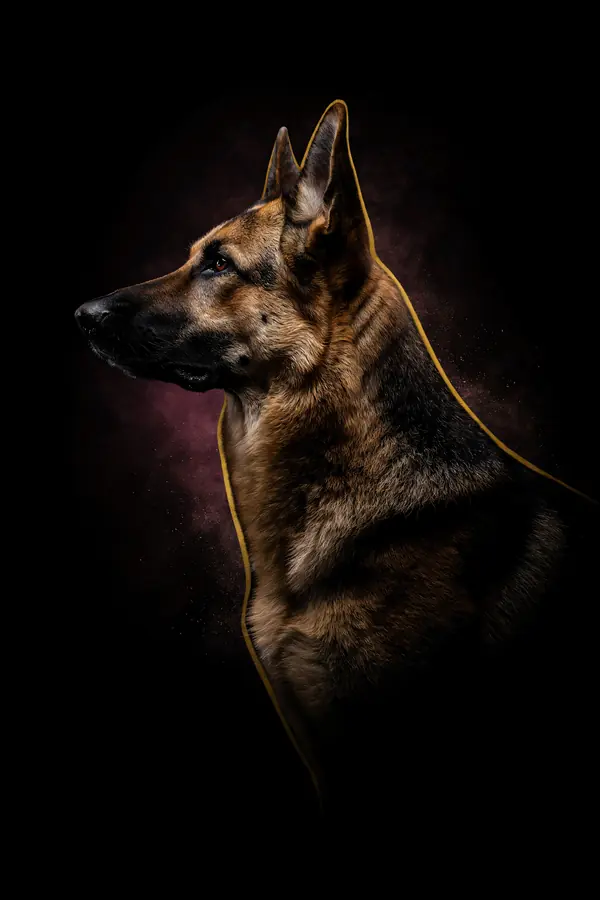 German Shepherd Wall Art — Brass Rim Light Shepherd Print