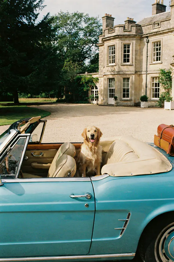 Golden Retriever Wall Art — Vintage Car Print