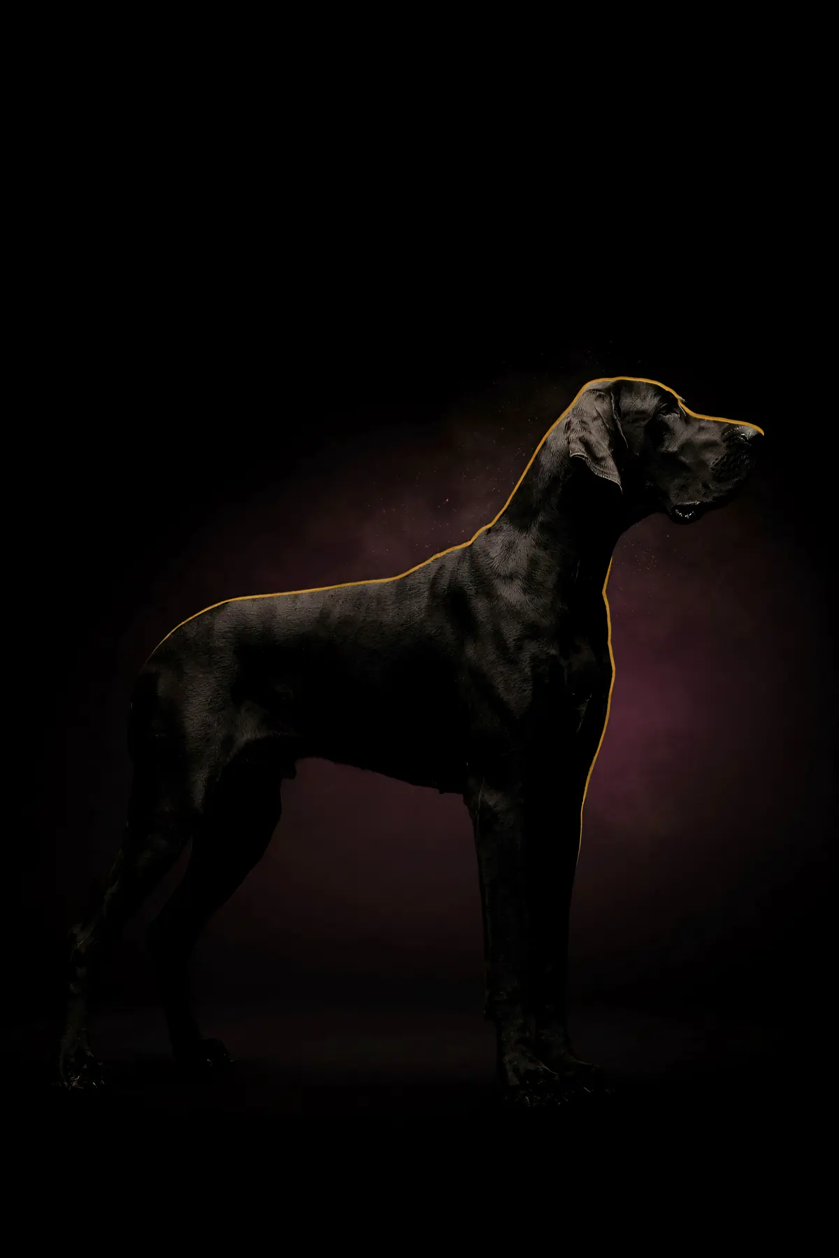 Great Dane Wall Art — Brass Rim Light Dane Print, brass and black digital art print