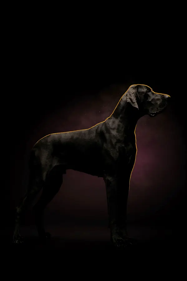 Great Dane Wall Art — Brass Rim Light Dane Print
