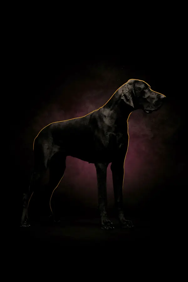 Great Dane Wall Art II — Brass Rim Light Dane Print