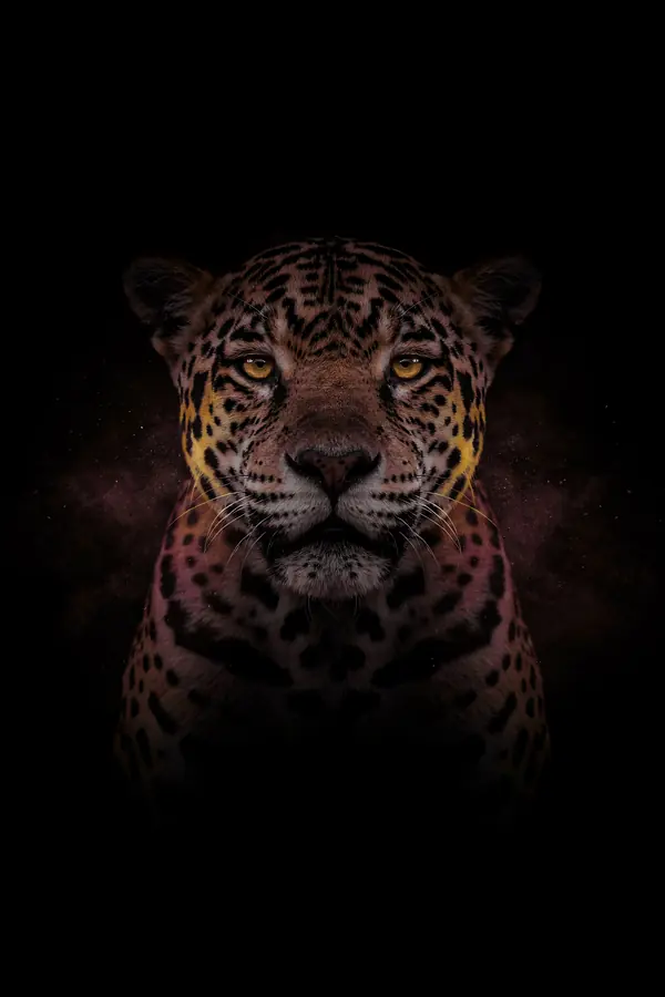 Jaguar Wall Art — Brass Rim Light Jaguar Print