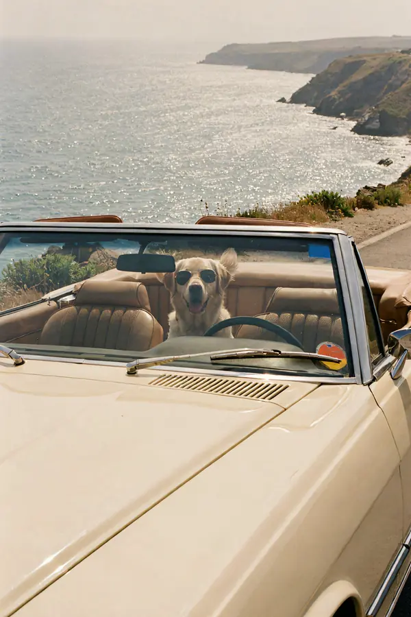 Labrador Wall Art — Vintage Convertible Coast Print
