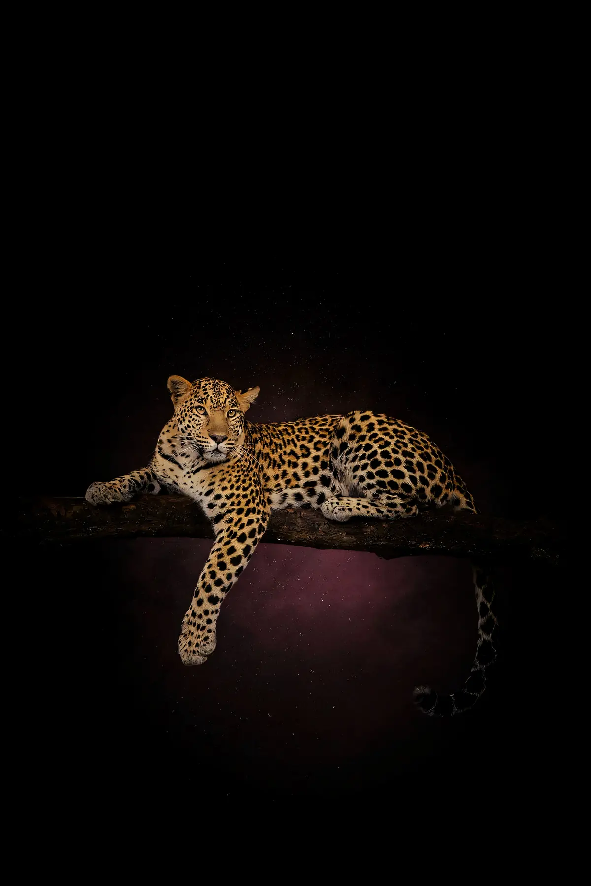 Leopard Wall Art — Brass Rim Light Leopard Print, brass and black digital art print
