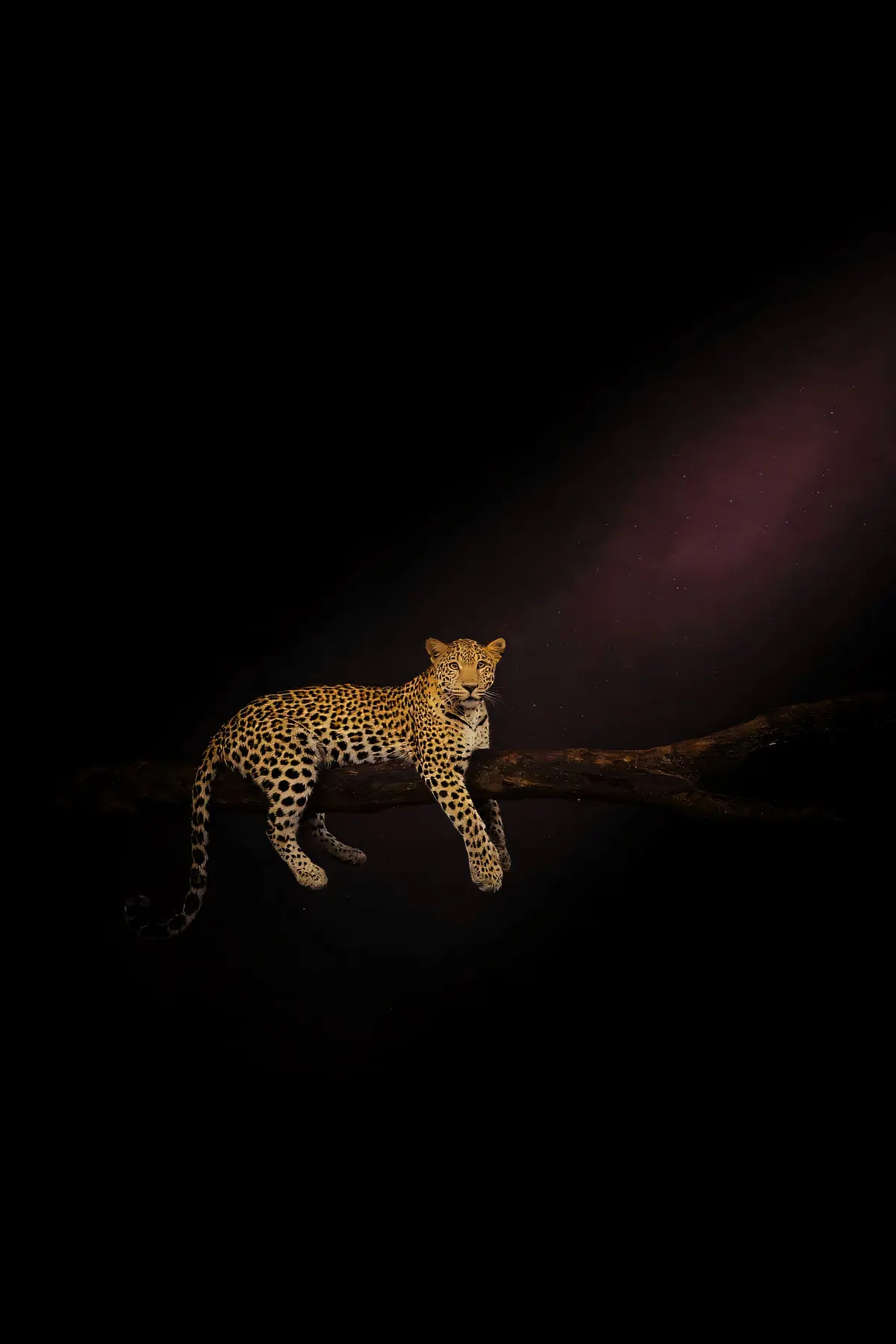 Leopard Wall Art II — Brass Rim Light Leopard Print, brass and black digital art print