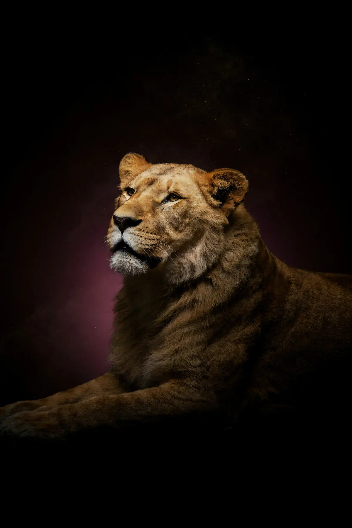 Lioness Wall Art — Brass Rim Light Lioness Print, brass and black digital art print