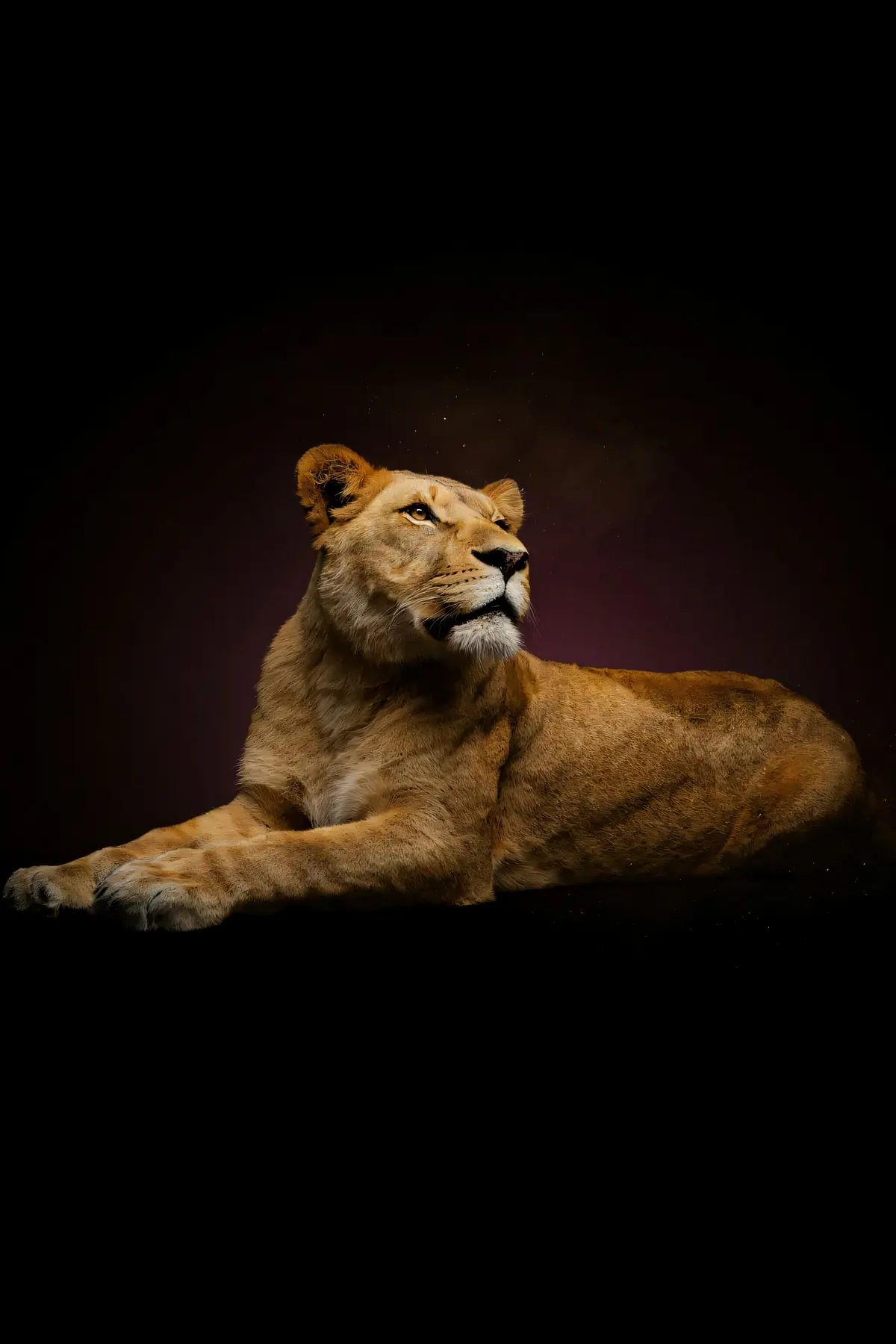 Lioness Wall Art II — Brass Rim Light Lioness Print, brass and black digital art print