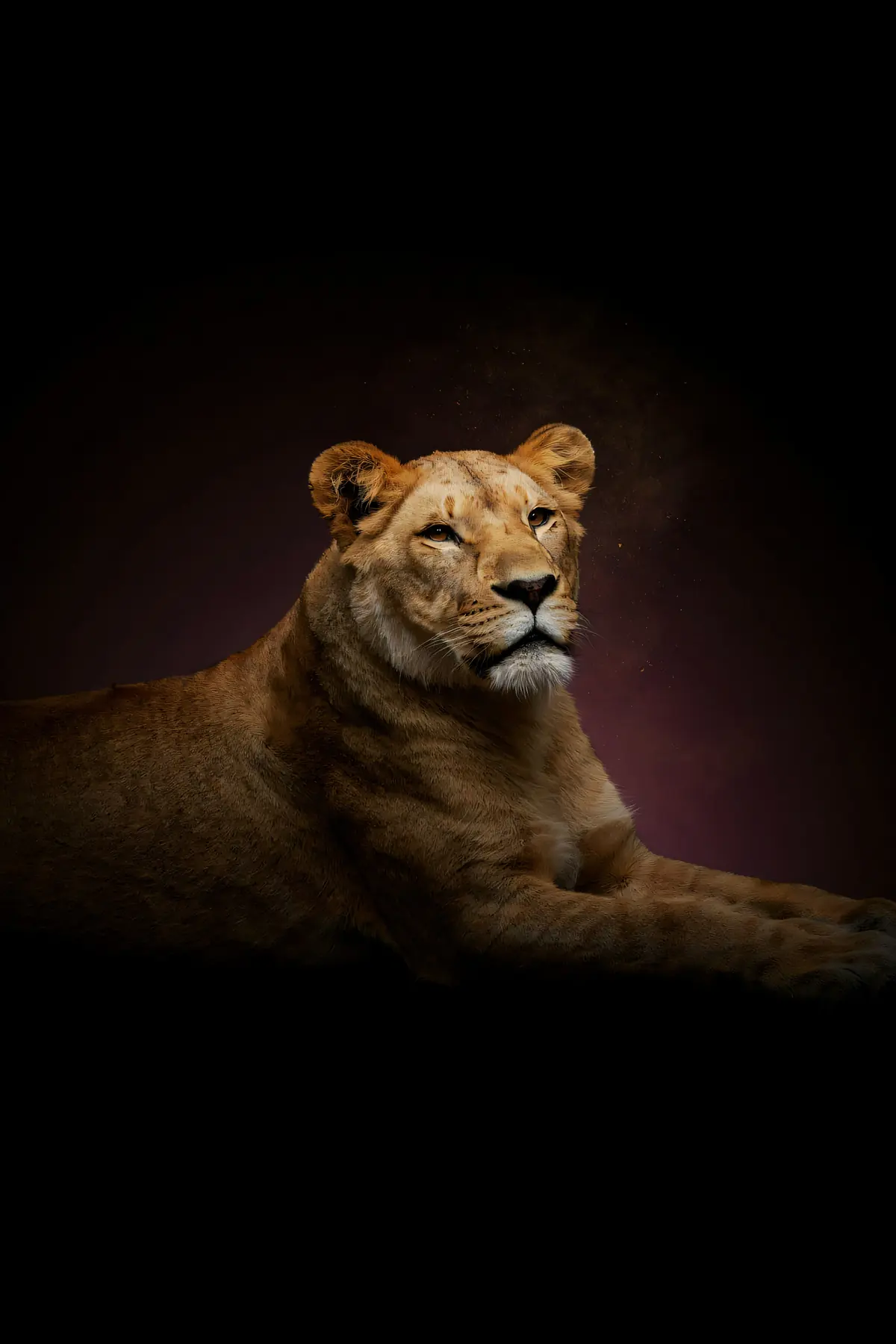 Lioness Wall Art III — Brass Rim Light Lioness Print, brass and black digital art print