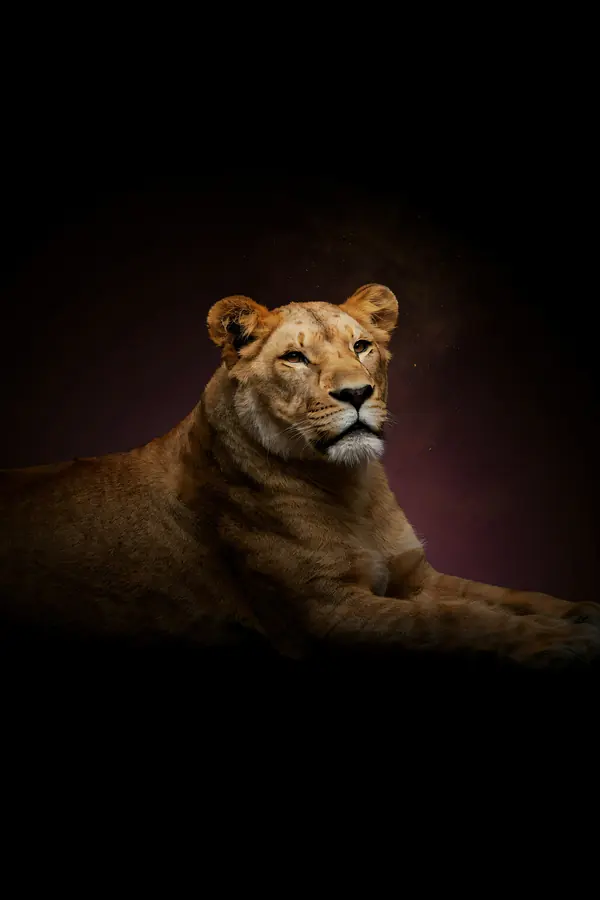 Lioness Wall Art III — Brass Rim Light Lioness Print