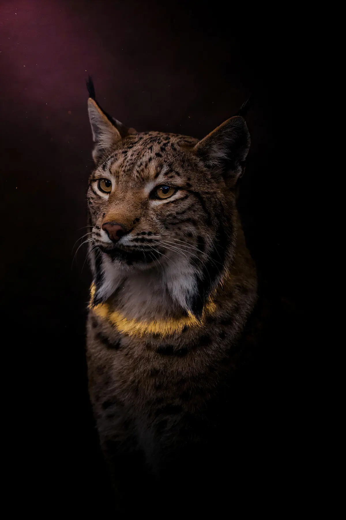 Lynx Wall Art — Brass Rim Light Lynx Print, brass and black digital art print