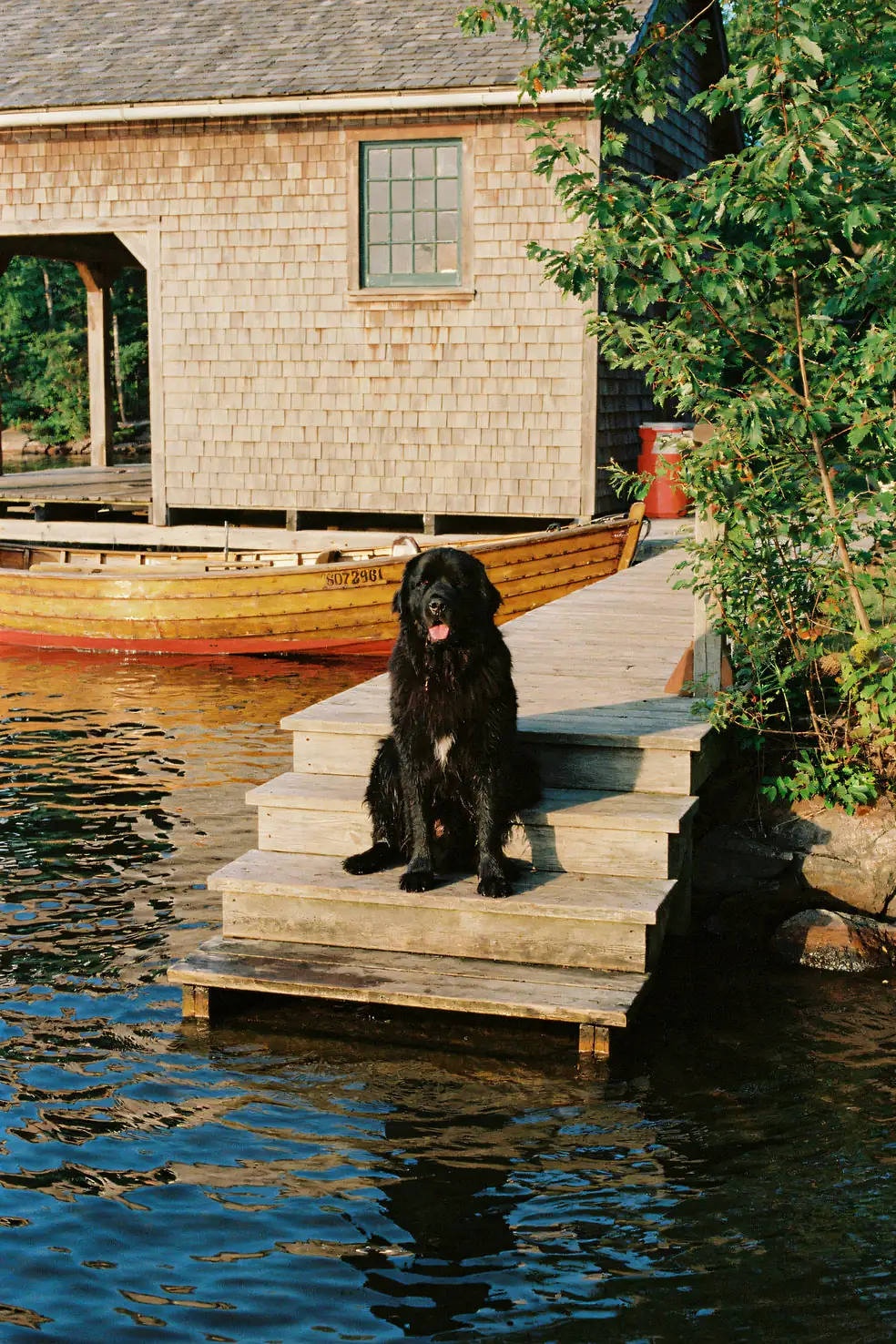 Newfoundland Dog Wall Art — Lake Boathouse Print, brass and black digital art print