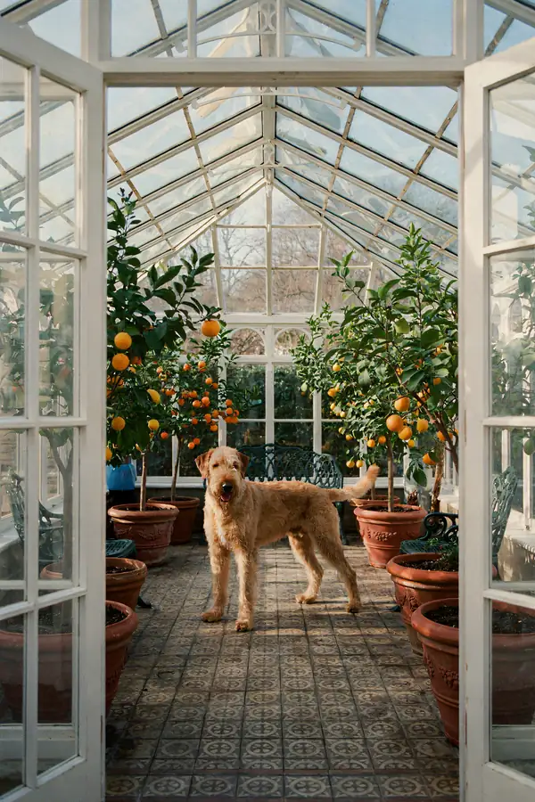 Rhodesian Ridgeback Wall Art — Orangery Print