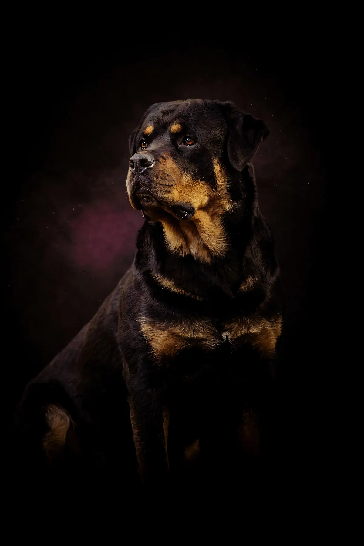 Rottweiler Wall Art — Brass Rim Light Rottweiler Print, brass and black digital art print