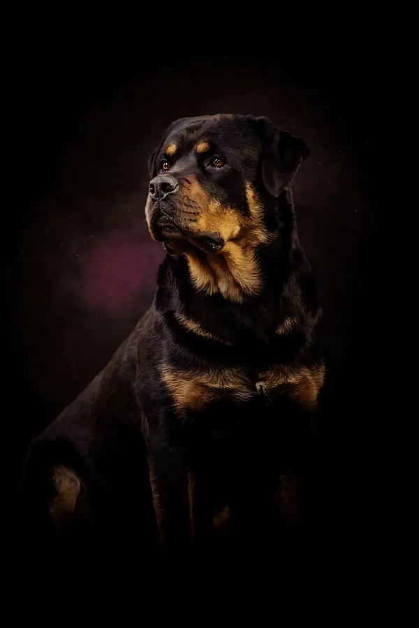 Rottweiler Wall Art — Brass Rim Light Rottweiler Print