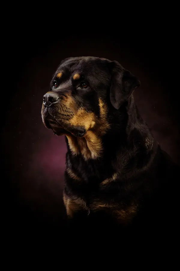 Rottweiler Wall Art II — Brass Rim Light Rottweiler Print