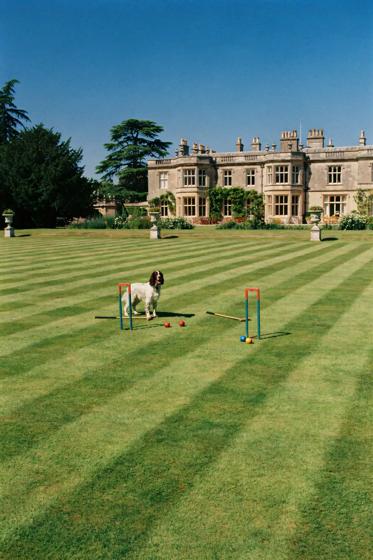 Springer Spaniel Wall Art — Croquet Lawn Print, brass and black digital art print