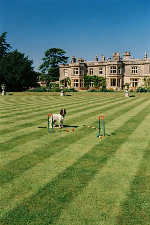 Springer Spaniel Wall Art — Croquet Lawn Print