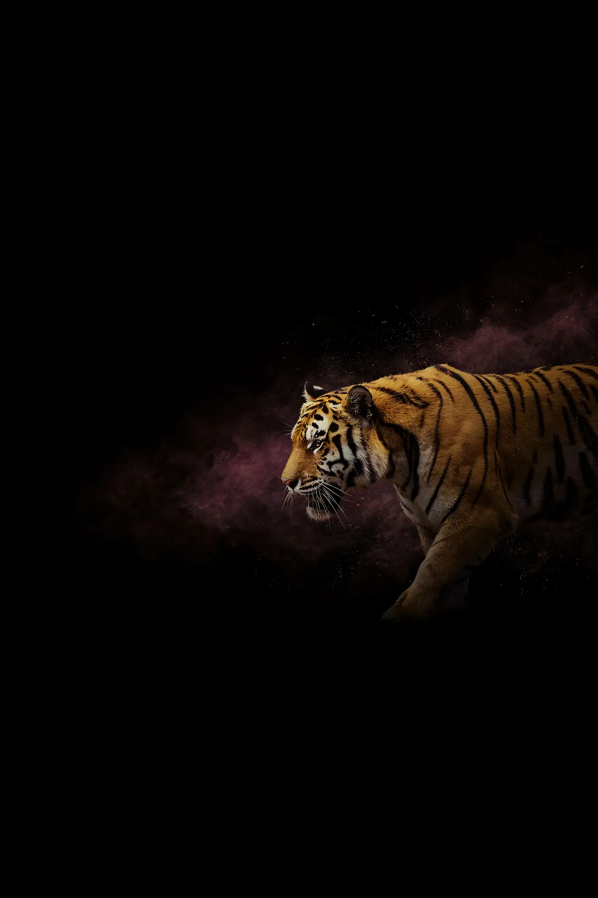 Tiger Wall Art — Brass Rim Light Tiger Print, brass and black digital art print